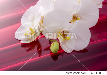蝴蝶蘭 蝴蝶蘭 32311038