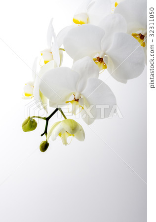 Phalaenopsis orchid Phalaenopsis orchid 32311050