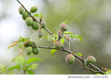 梅的年輕真正的小金井公園 32311291