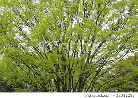Zelkova的Wakaba Koganei公園 Zelkova的Wakaba Koganei公園 32311292