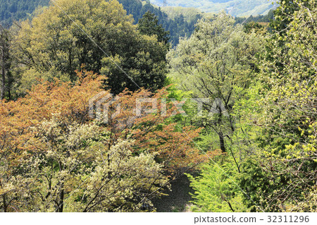 Mt. Takao Maple新鮮的綠色 32311296