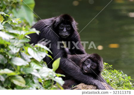 Monkey mating Monkey mating 32311378