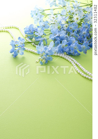 Delphinium 32311482