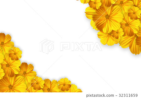 marigold flower isolated on white background marigold flower isolated on white background 32311659