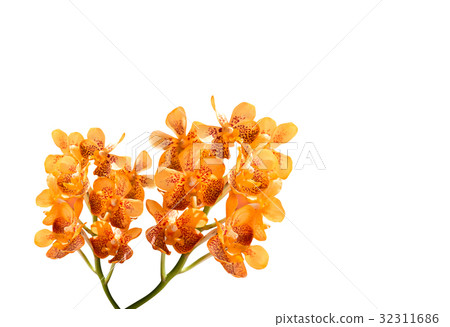 orchid flowers orchid flowers 32311686