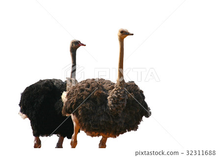 Two Ostrich On White Background Two Ostrich On White Background 32311688