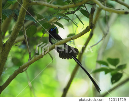 長尾小鸚鵡 32311729