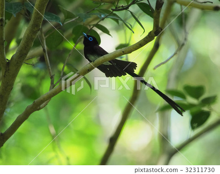 長尾小鸚鵡 32311730