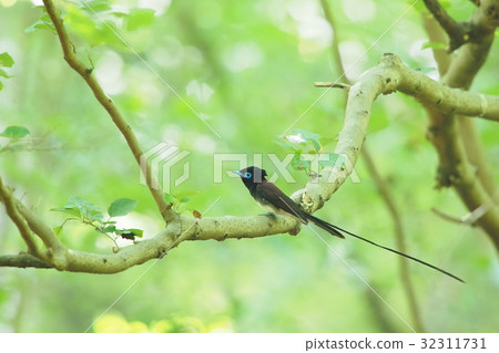 長尾小鸚鵡 32311731