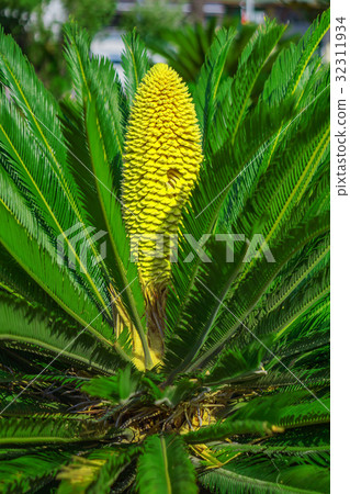 sago palm tree sago palm tree 32311934