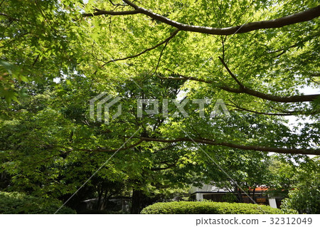 Yamamomiji和Kuugi 32312049