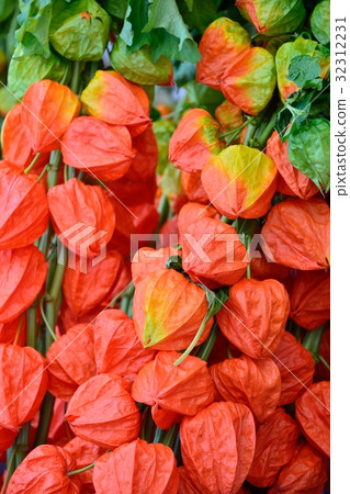 Asakusa Hozuki City Asakusa Hozuki City 32312231