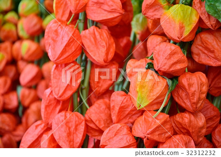 Asakusa Hozuki City 32312232