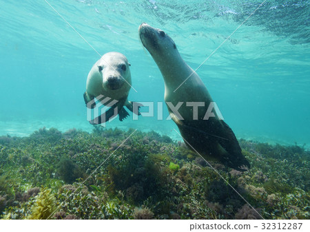 澳大利亞海獅 澳大利亞海獅 32312287
