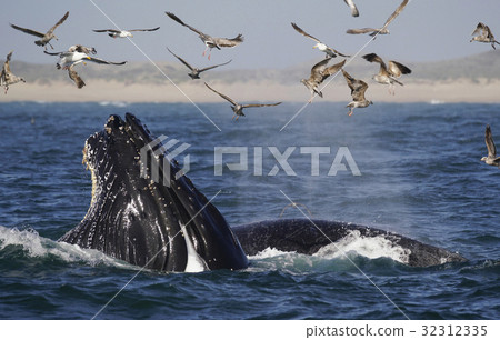 Foraging of humpback whales 32312335