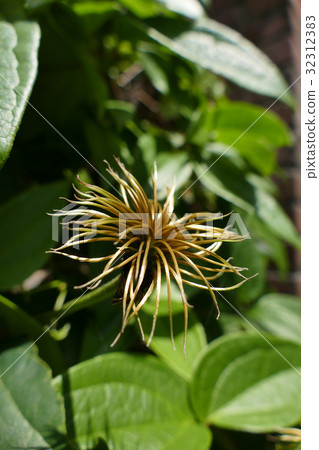 Fruit of tassen Fruit of tassen 32312383