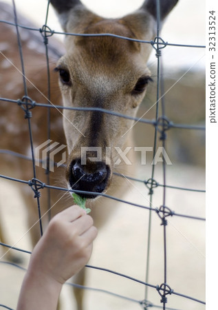 手,鹿,首爾森林,城東區,首爾 手,鹿,首爾森林,城東區,首爾 32313524