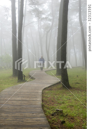 Cedar, Jumun Natural Recreation Forest, Jeju City, Jeju Island 32313591