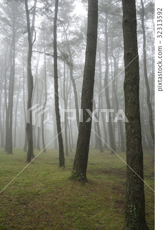 Cedar, Jumun Natural Recreation Forest, Jeju City, Jeju Island 32313592