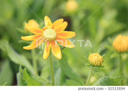 金光菊花 32313894