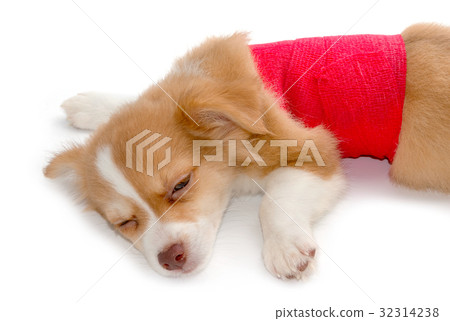 Injured chihuahua dog with bandages Injured chihuahua dog with bandages 32314238