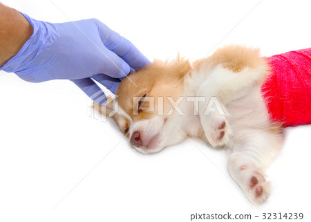 Veterinarian and chihuahua dog with bandages  32314239