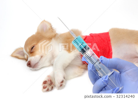 Vet is giving the vaccine to the Chihuahua puppy Vet is giving the vaccine to the Chihuahua puppy 32314240