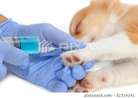 Vet is giving the vaccine to the Chihuahua puppy Vet is giving the vaccine to the Chihuahua puppy 32314241