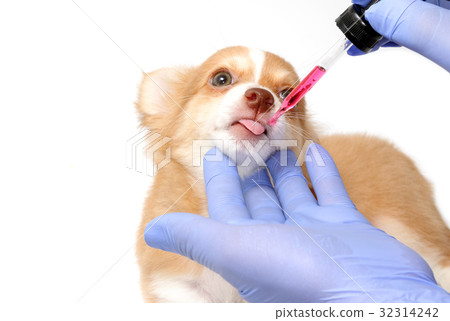 Vet feeding medicine with a syringe to puppy Vet feeding medicine with a syringe to puppy 32314242