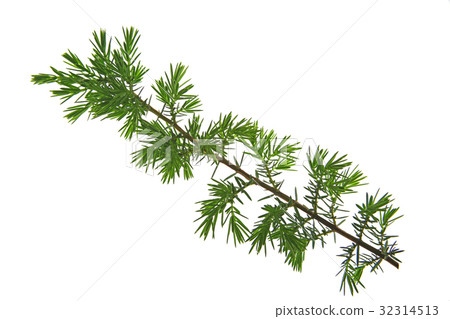 Common juniper (Juniperus communis) 32314513