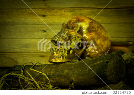 Human skull on old wood background, still life Human skull on old wood background, still life 32314730