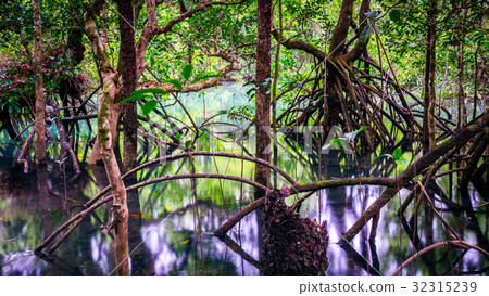 Tree roots in Cape Tribulation rainforest Tree roots in Cape Tribulation rainforest 32315239
