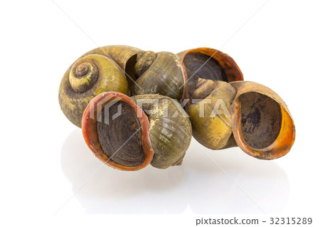 snail isolated on white background 32315289