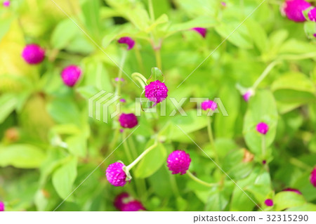 Sennichikou flower 32315290