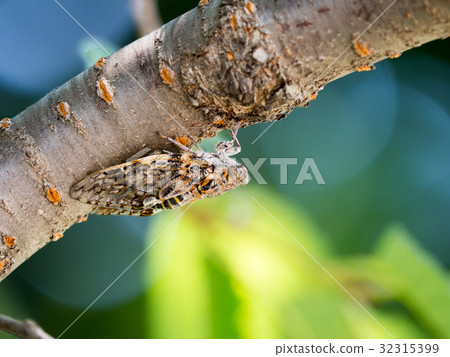 Semi to tell the summer's visit 32315399