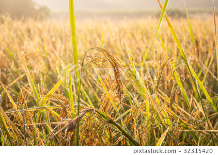Rice paddy in the morning sunrise. 32315420