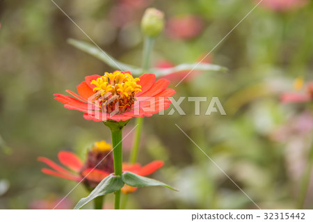 Zinnia flower in garden on background 32315442