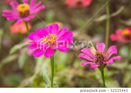 Zinnia flower in garden on background 32315443