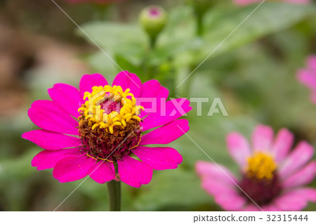 Zinnia flower in garden on background 32315444