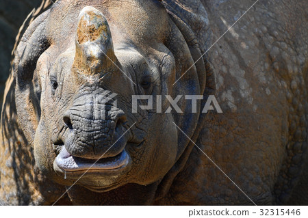 [Animal] Indian rhino (5) 32315446