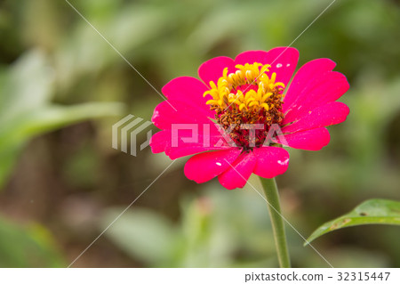 Zinnia flower in garden on background 32315447