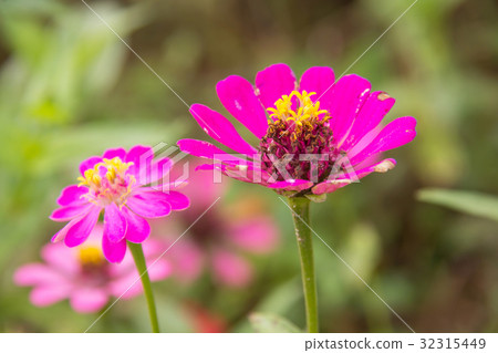 Zinnia flower in garden on background 32315449