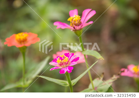 Zinnia flower in garden on background 32315450