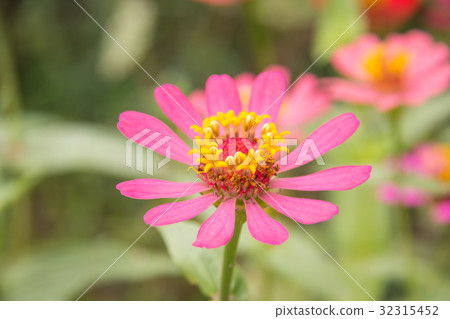 Zinnia flower in garden on background Zinnia flower in garden on background 32315452