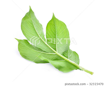 back of green leaf of amorphophallus paeoniifolius back of green leaf of amorphophallus paeoniifolius 32315470