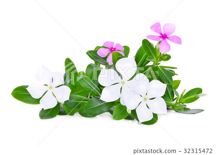 catharanthus roseus flower with green leaves  32315472