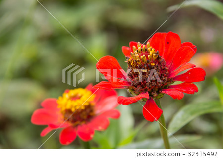 Zinnia flower in garden on background 32315492