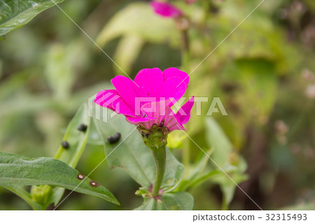 Zinnia flower in garden on background 32315493