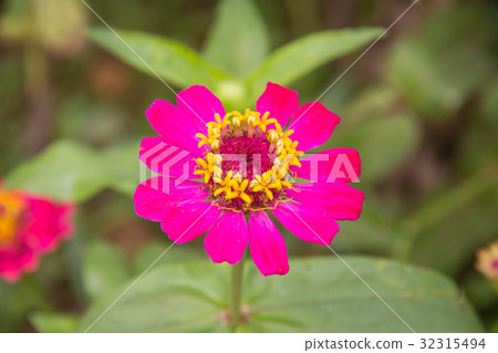 Zinnia flower in garden on background Zinnia flower in garden on background 32315494