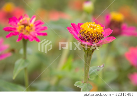 Zinnia flower in garden on background 32315495